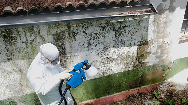 Top rated local Basement Mold Removal specialists in Madison, NJ